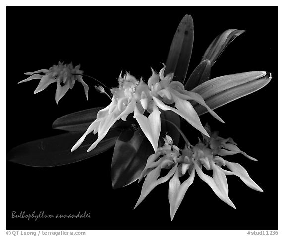 Bulbophyllum annandalei. A species orchid (black and white)