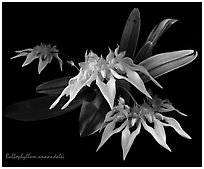 Bulbophyllum annandalei. A species orchid (black and white)