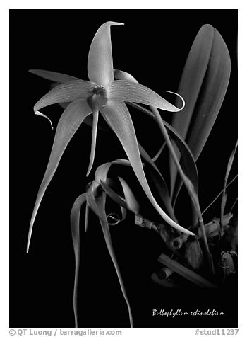 Bulbophyllum echinolabium. A species orchid (black and white)