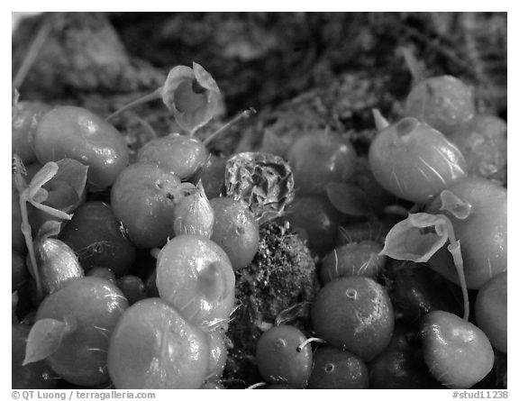 Bulbophytum moniliforme. A species orchid (black and white)