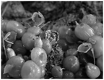Bulbophytum moniliforme. A species orchid ( black and white)