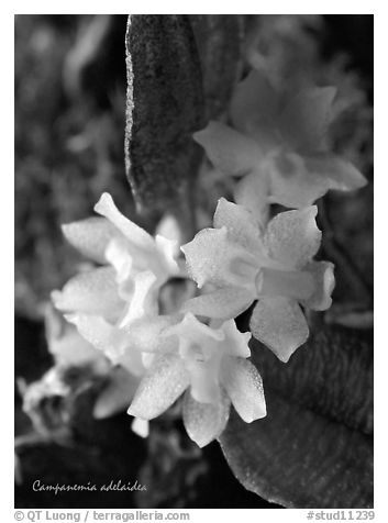 Campanemia adelaiae. A species orchid (black and white)