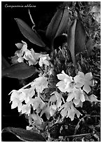 Campanemia adelaiea. A species orchid ( black and white)