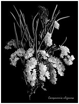 Capanemia uliginosa. A species orchid (black and white)