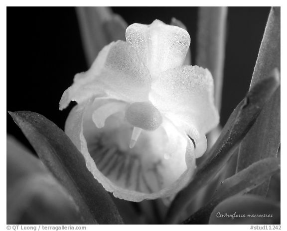 Centroglossa macroceras. A species orchid (black and white)
