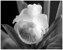 Centroglossa macroceras. A species orchid (black and white)