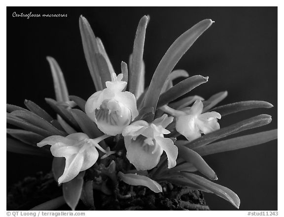 Centroglossa macroceras. A species orchid