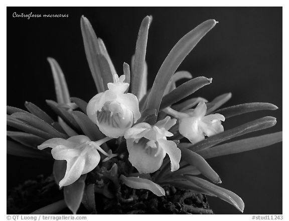 Centroglossa macroceras. A species orchid (black and white)