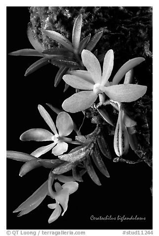 Ceratochilus biglandulosus. A species orchid (black and white)