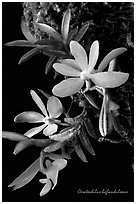 Ceratochilus biglandulosus. A species orchid ( black and white)