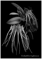 Cirrhopetalum cinnabarianum. A species orchid (black and white)