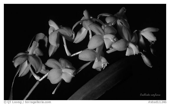 Cochlioda noezliana. A species orchid (black and white)