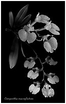 Studarettia macroplectron. A species orchid ( black and white)