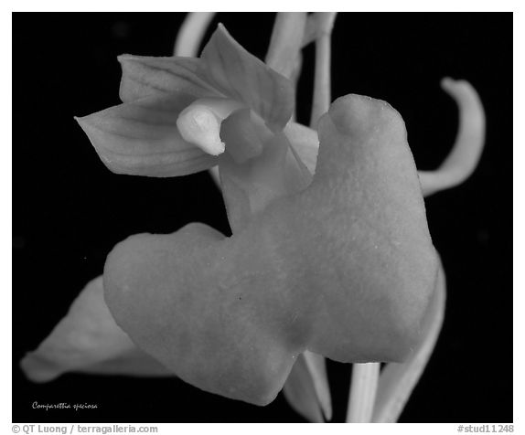 Studarettia speciosa. A species orchid (black and white)
