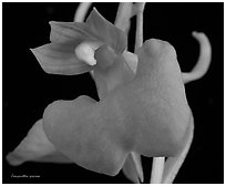 Studarettia speciosa. A species orchid ( black and white)
