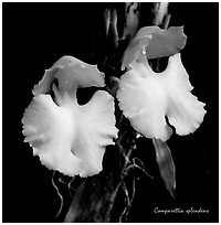 Studarettia splendens. A species orchid (black and white)