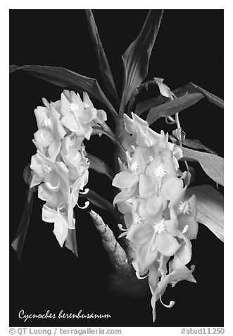 Cycnoches herenhusanum. A species orchid (black and white)