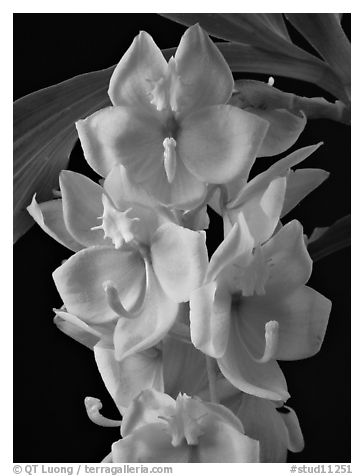 Cycnoches herenhusanum. A species orchid (black and white)