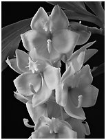 Cycnoches herenhusanum. A species orchid (black and white)