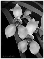 Cymbidium erythrostylum. A species orchid (black and white)