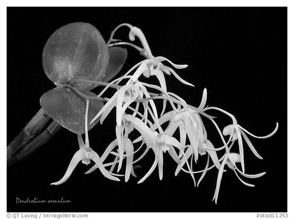 Dendrobium aemulum. A species orchid (black and white)