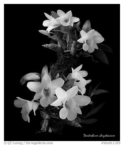 Dendrobium chrystianum. A species orchid (black and white)
