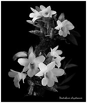 Dendrobium chrystianum. A species orchid ( black and white)