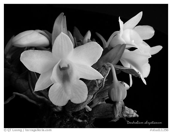 Dendrobium chrystianum. A species orchid (black and white)