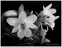 Dendrobium chrystianum. A species orchid ( black and white)