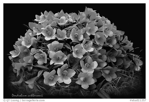 Dendrobium cuthbersonii. A species orchid (black and white)