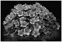 Dendrobium cuthbersonii. A species orchid (black and white)