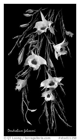 Dendrobium falconeri. A species orchid (black and white)