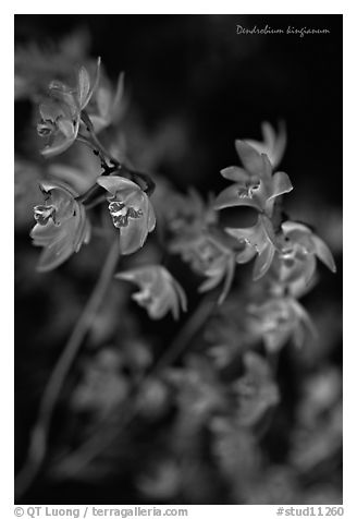 Dendrobium kingianum. A species orchid