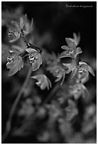 Dendrobium kingianum. A species orchid (black and white)