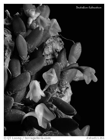 Dendrobium lichenastrum. A species orchid (black and white)