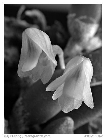 Dendrobium lichenastrum. A species orchid (black and white)