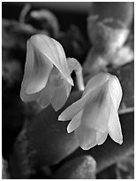 Dendrobium lichenastrum. A species orchid (black and white)