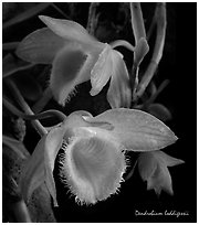 Dendrobium loddigessii. A species orchid (black and white)