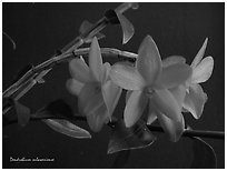 Dendrobium sulawesiense. A species orchid ( black and white)