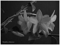 Dendrobium sulawesiense. A species orchid (black and white)