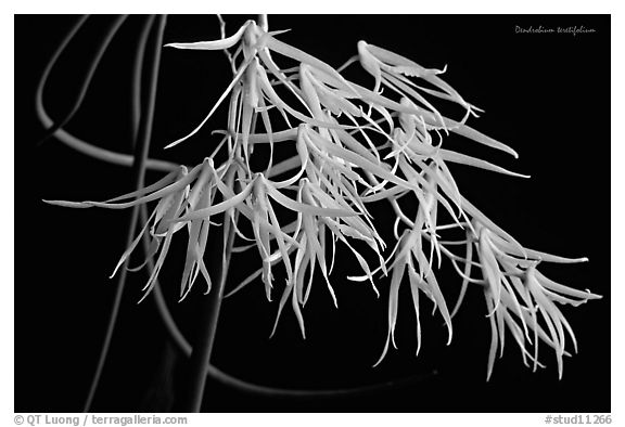 Dendrobium teretifolium. A species orchid (black and white)