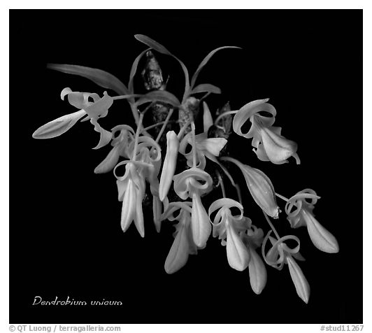 Dendrobium unicum. A species orchid (black and white)