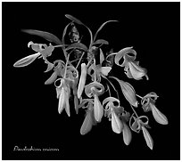 Dendrobium unicum. A species orchid ( black and white)