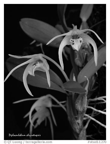 Diplocaulobium chrysotropsis. A species orchid (black and white)