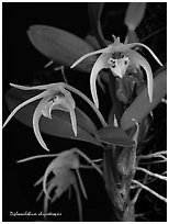 Diplocaulobium chrysotropsis. A species orchid ( black and white)