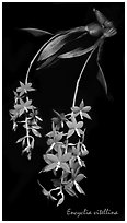 Encyclia vitellina. A species orchid (black and white)