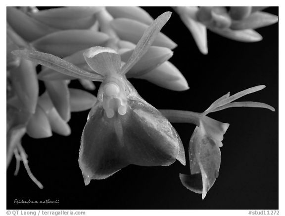Epidendrum mathewsii. A species orchid (black and white)