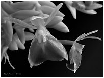 Epidendrum mathewsii. A species orchid (black and white)