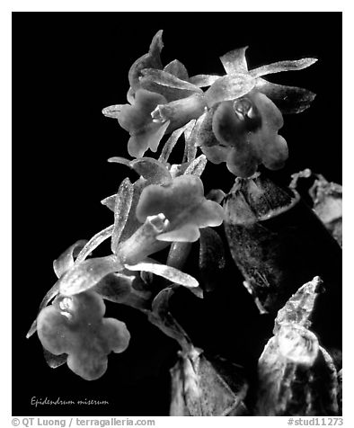 Epidendrum miserum. A species orchid (black and white)