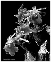 Epidendrum miserum. A species orchid (black and white)